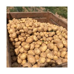 Pommes de terre BERNADETTE 25kg